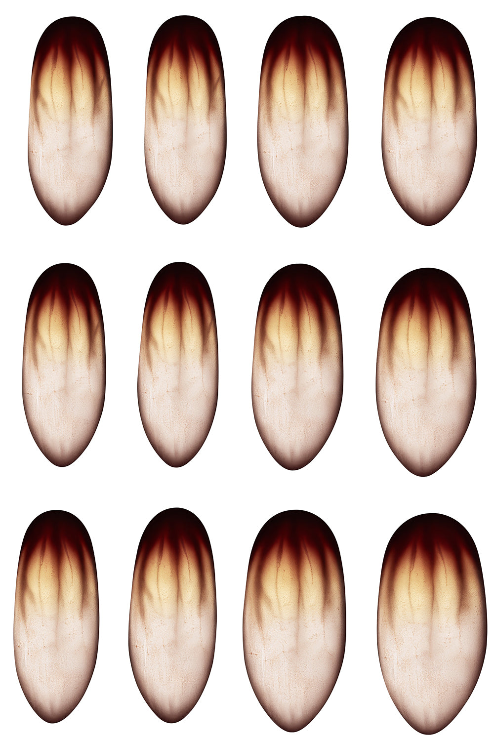 12 NAILS WITH GLUE