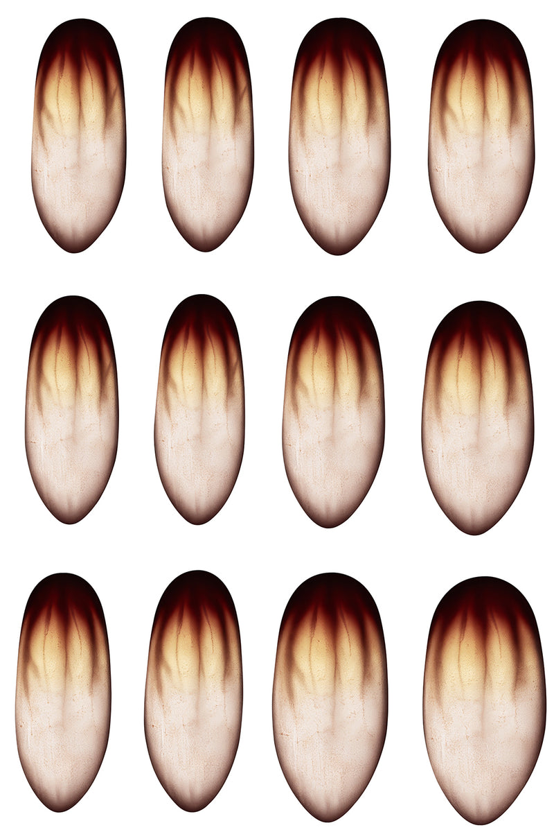 12 NAILS WITH GLUE