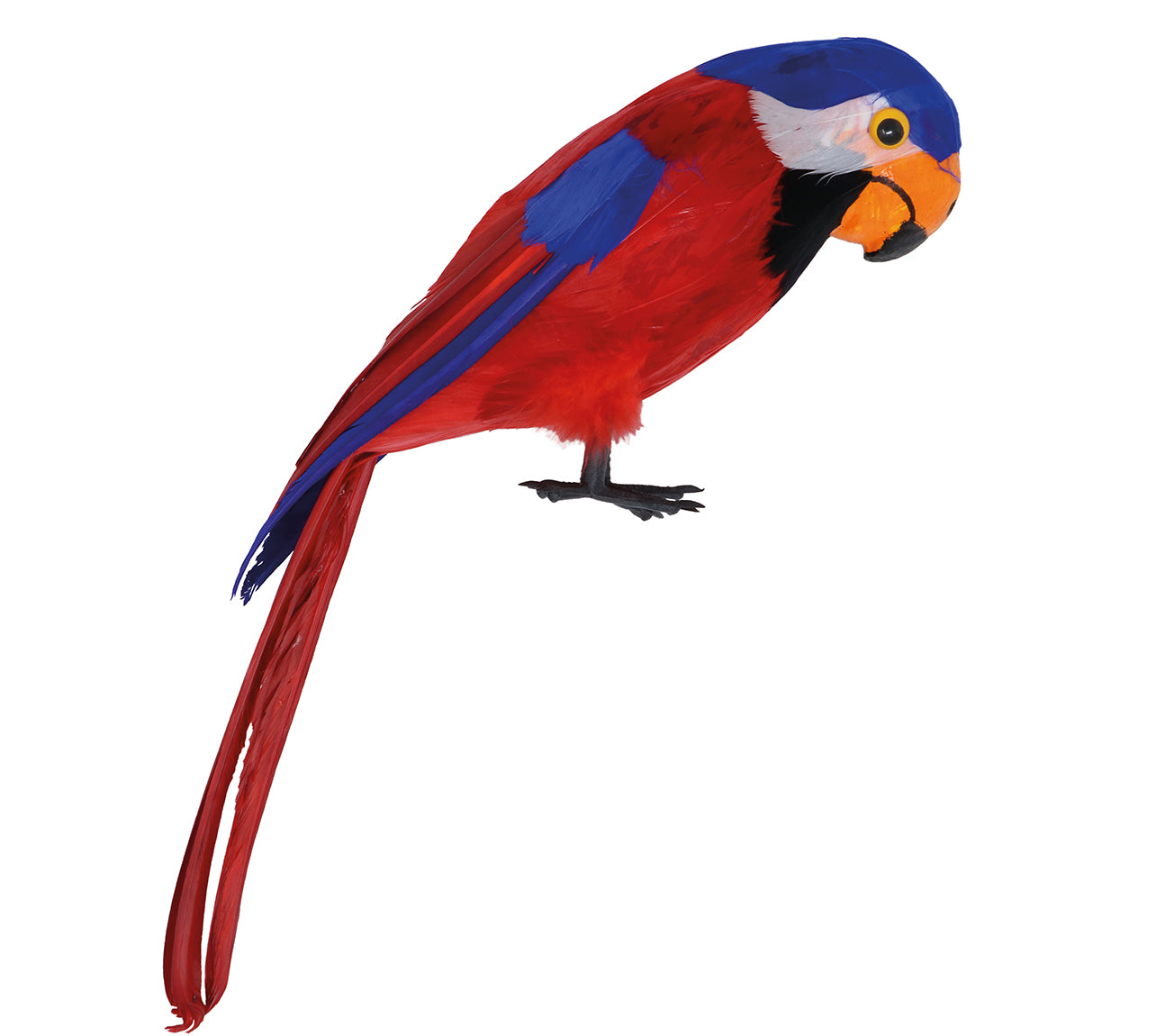 PARROT,         36 CM