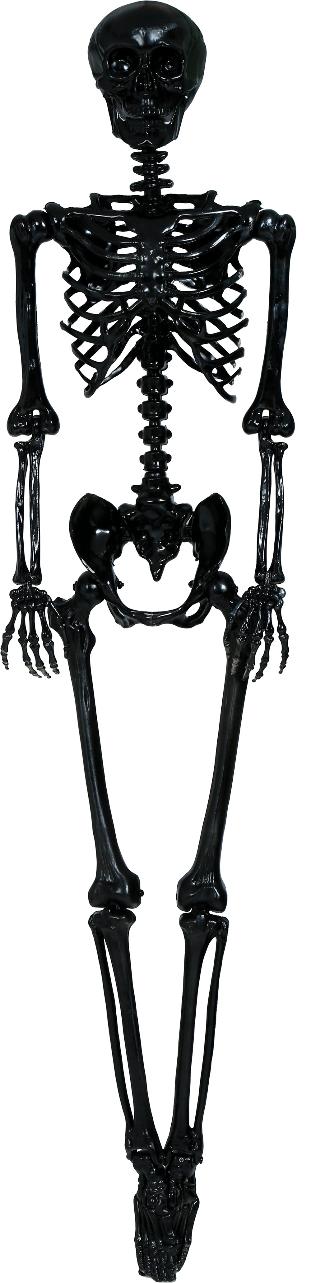 SKELETON 160 CM