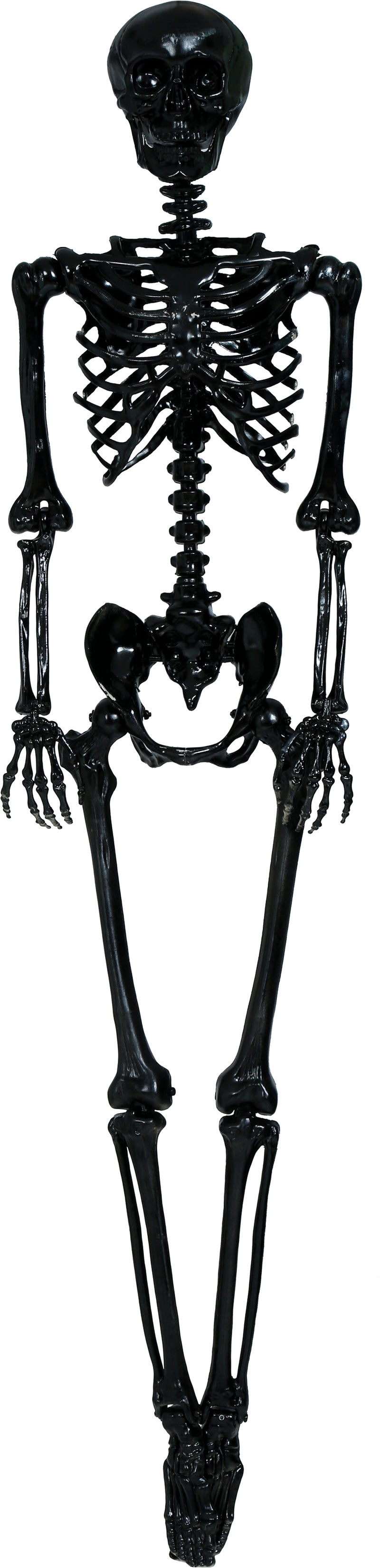 SKELETON 160 CM