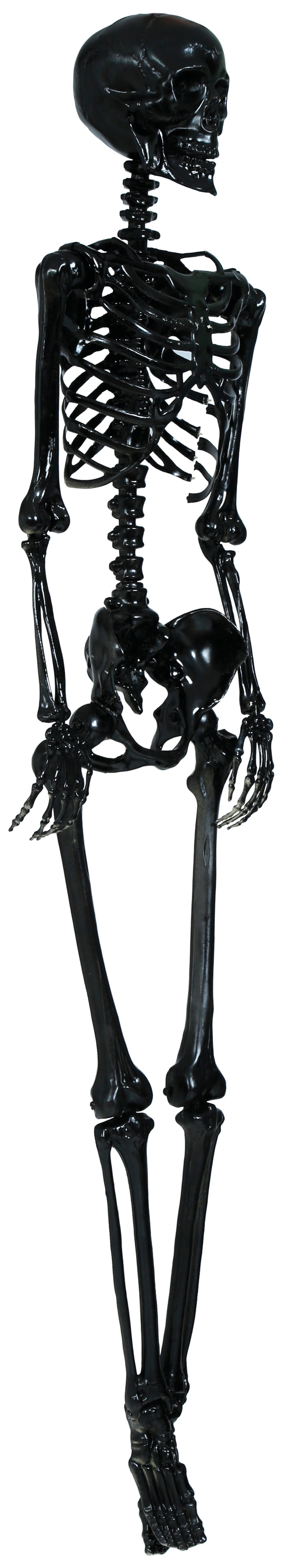 SKELETON 160 CM