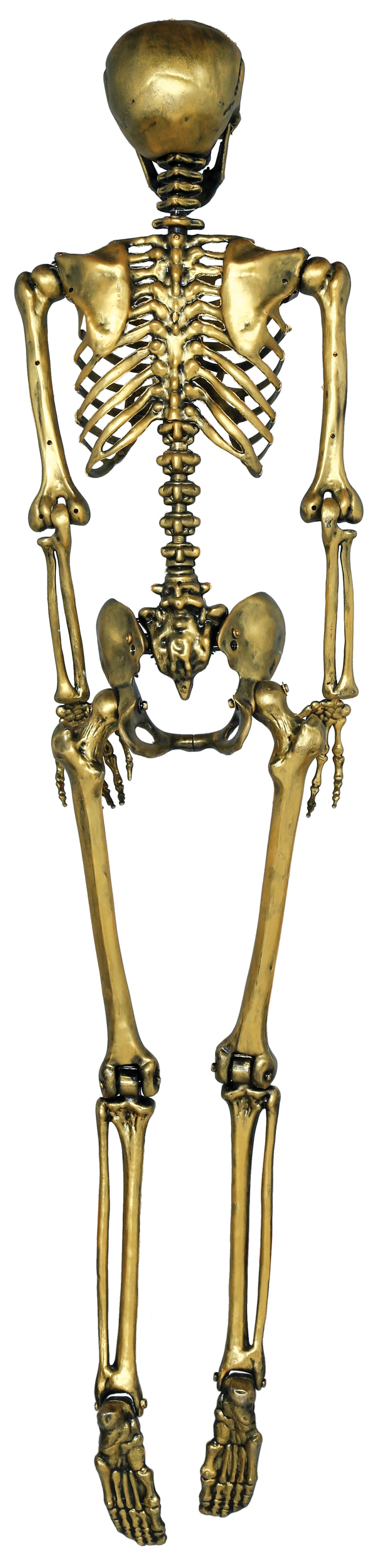 SKELETON 160 CM