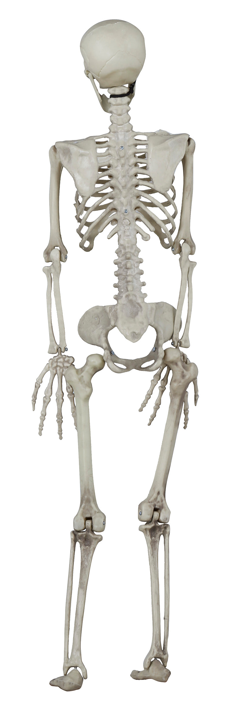 SKELETON 90 CM