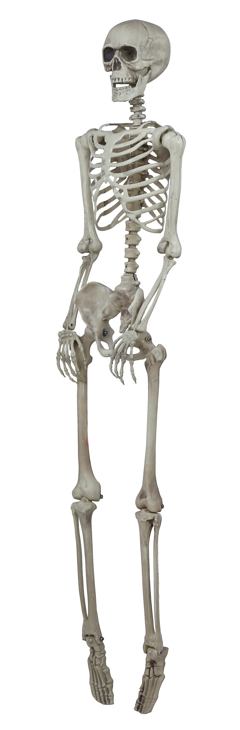 SKELETON 160 CM