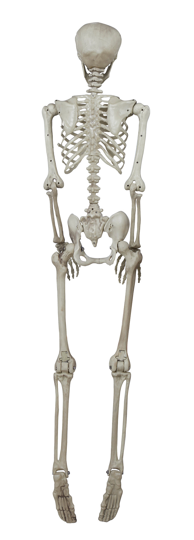 SKELETON 160 CM
