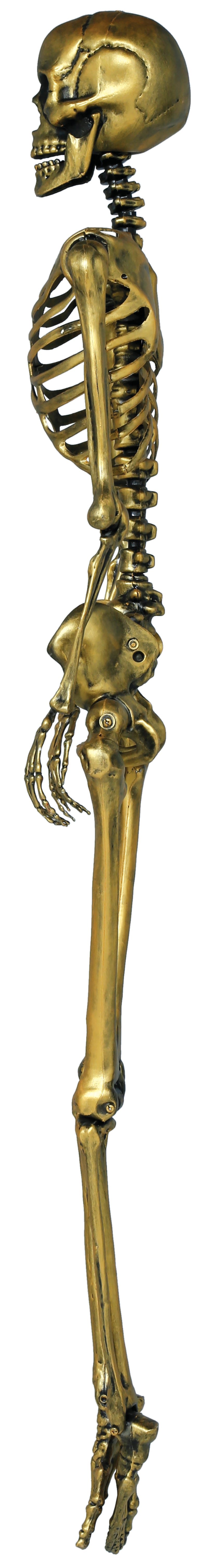 SKELETON 90 CM