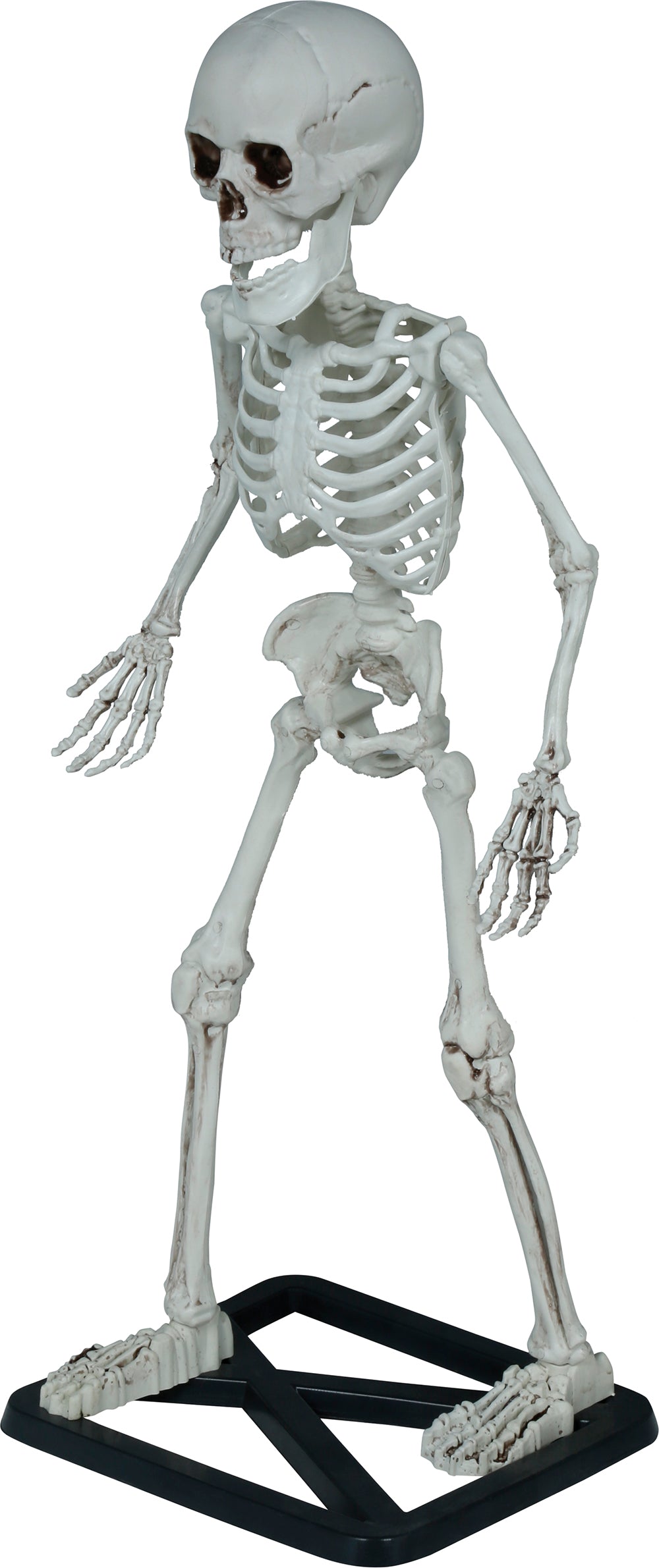 STANDING SKELETON 55 CM