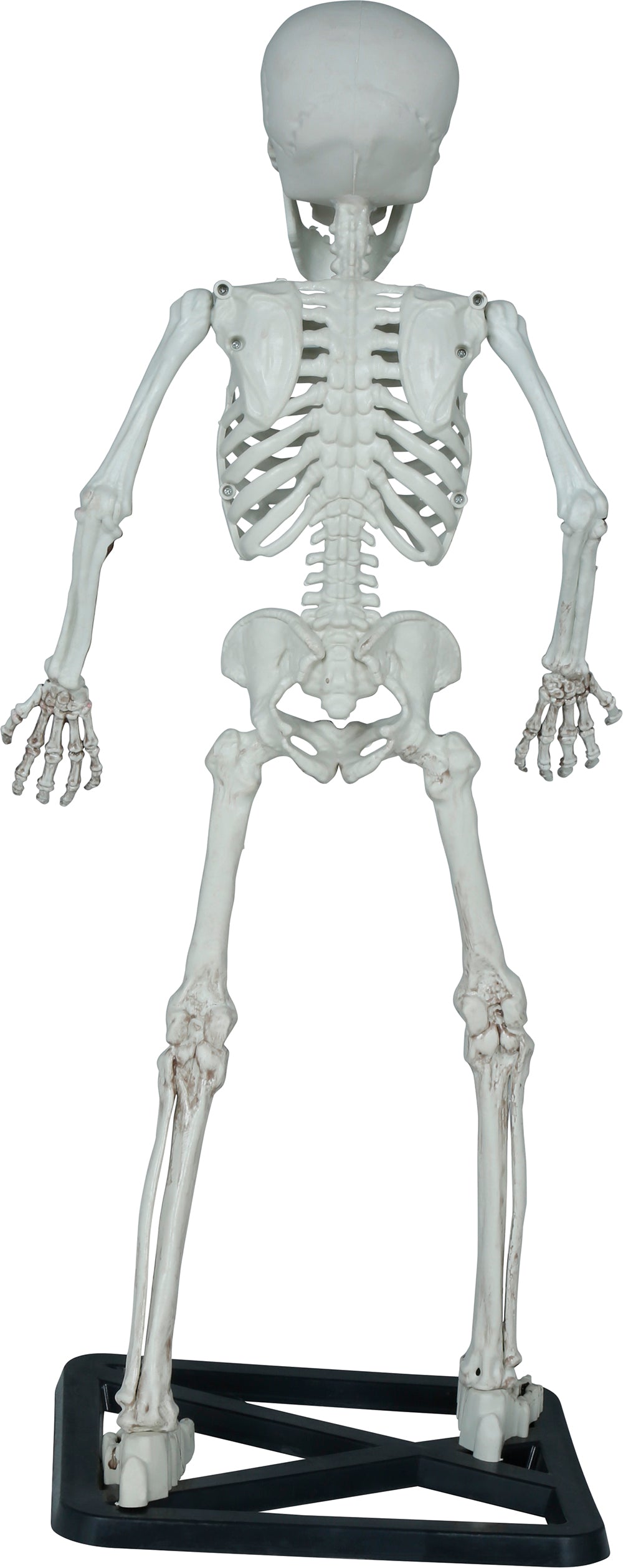 STANDING SKELETON 55 CM