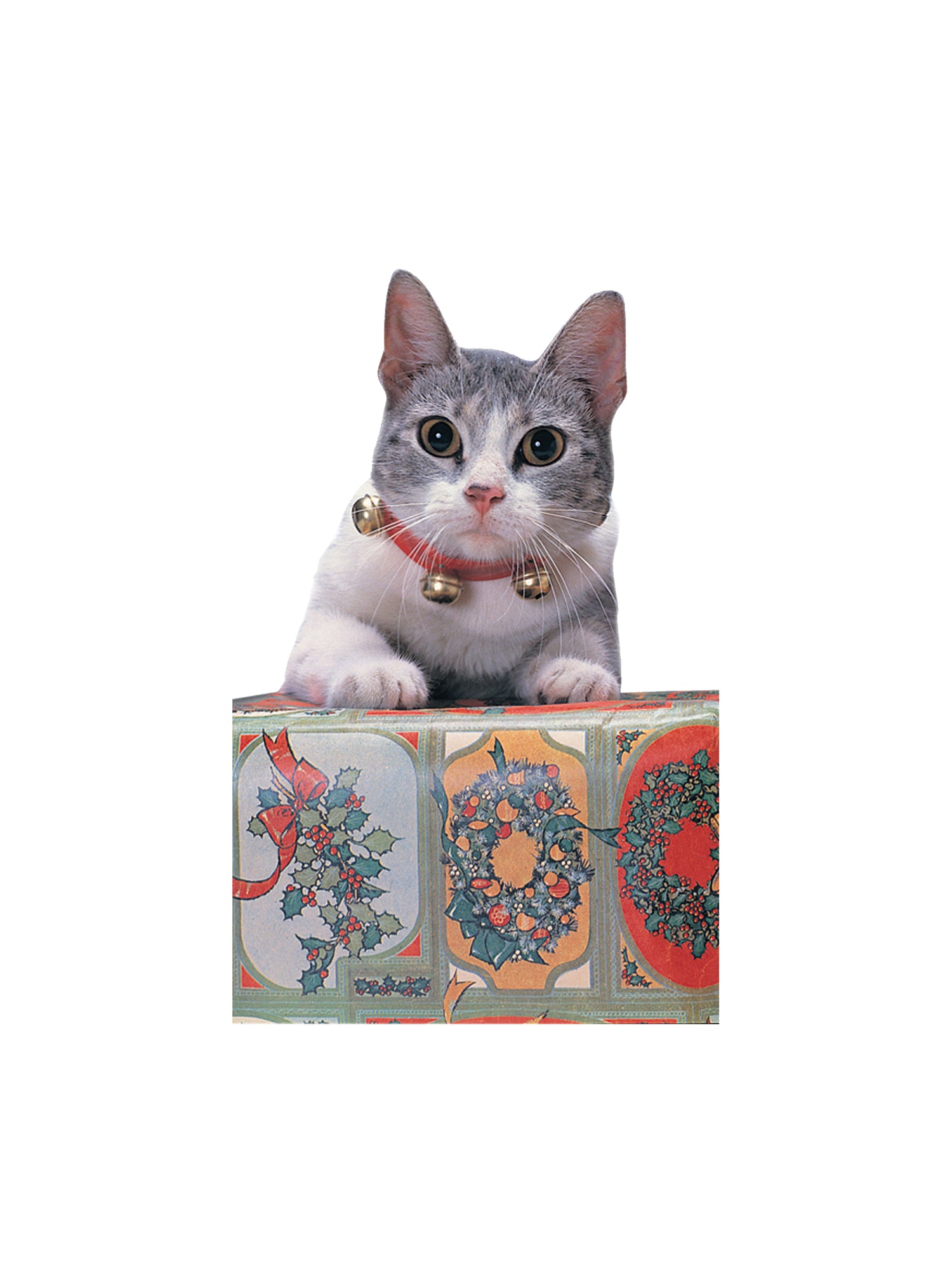 JINGLE CAT COLLAR