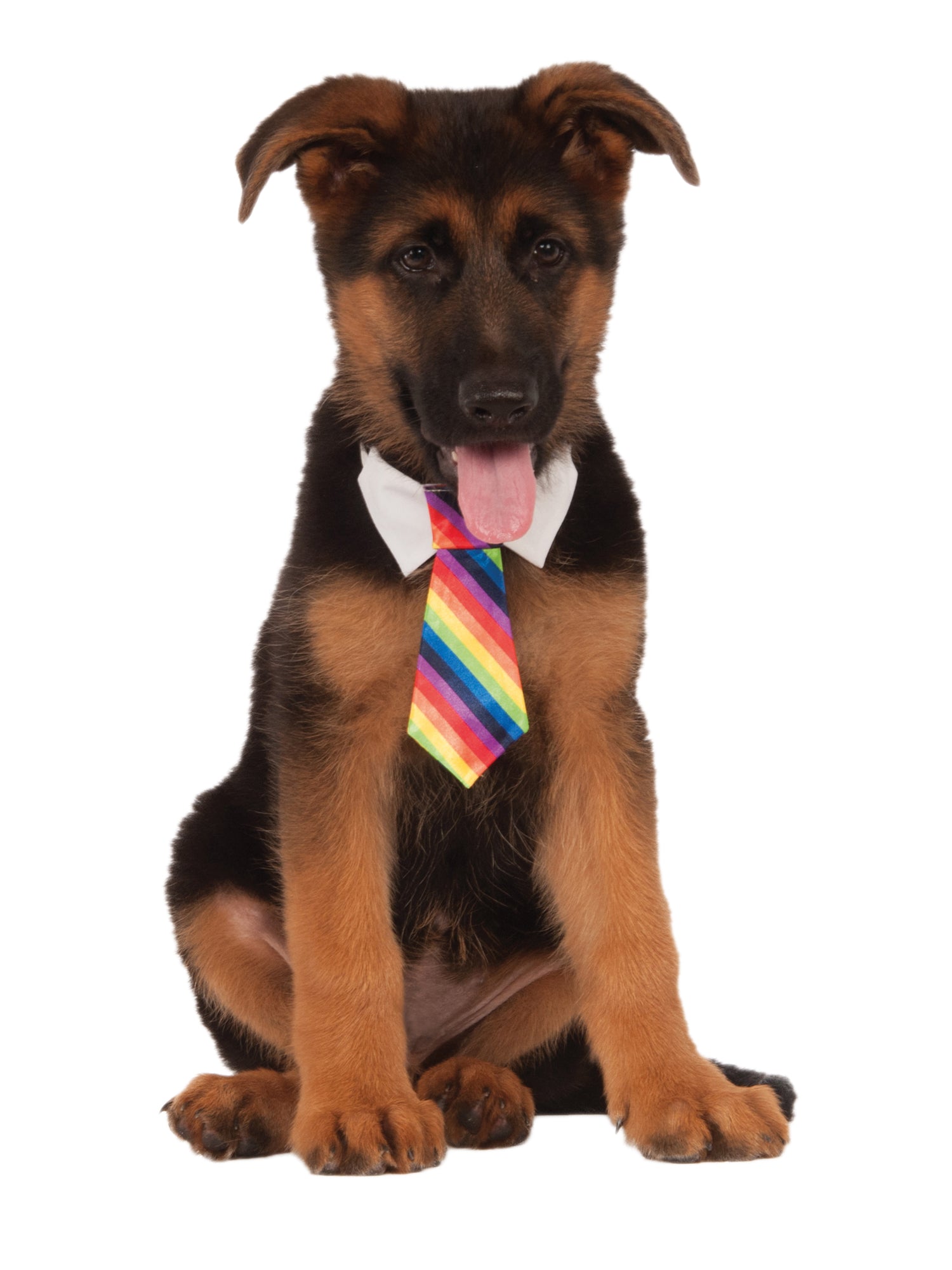 Rainbow Tie Pets