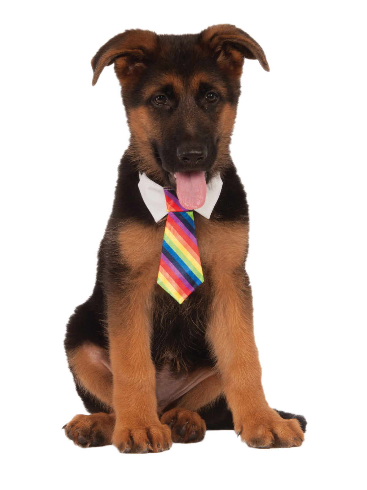 Rainbow Tie Pets 1