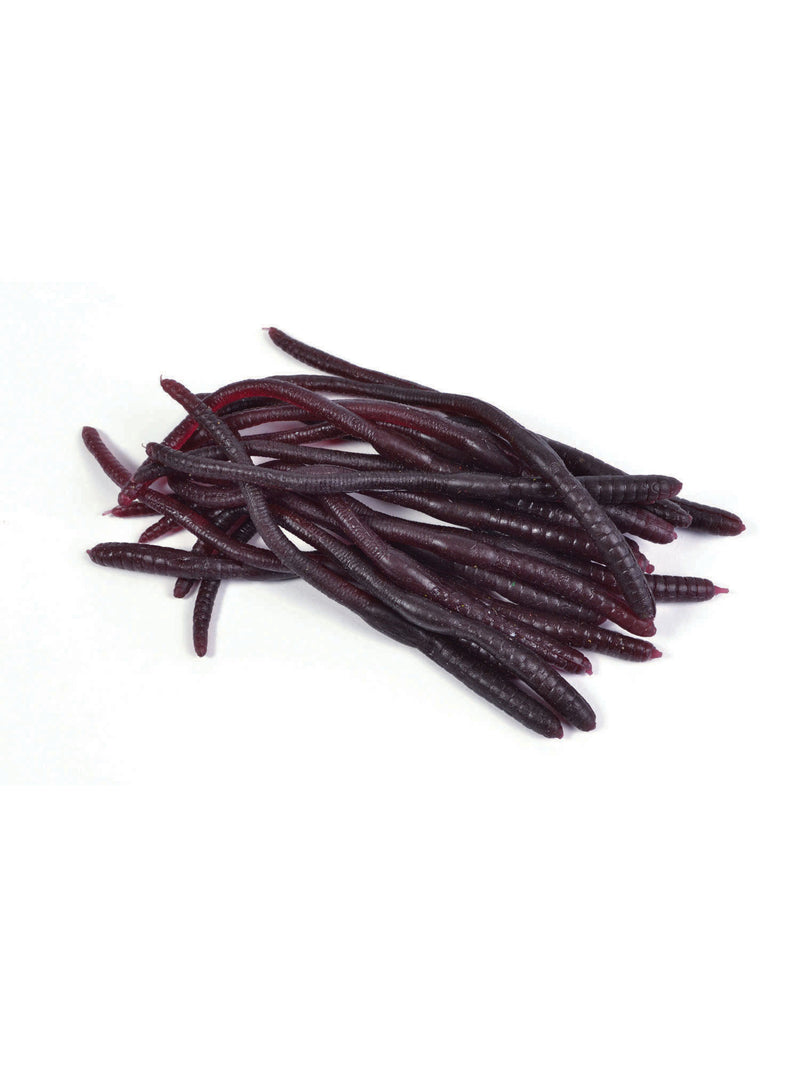 Earthworms (20Pcs)